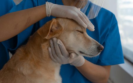What to Expect When Your Pet Needs a Veterinary MRI