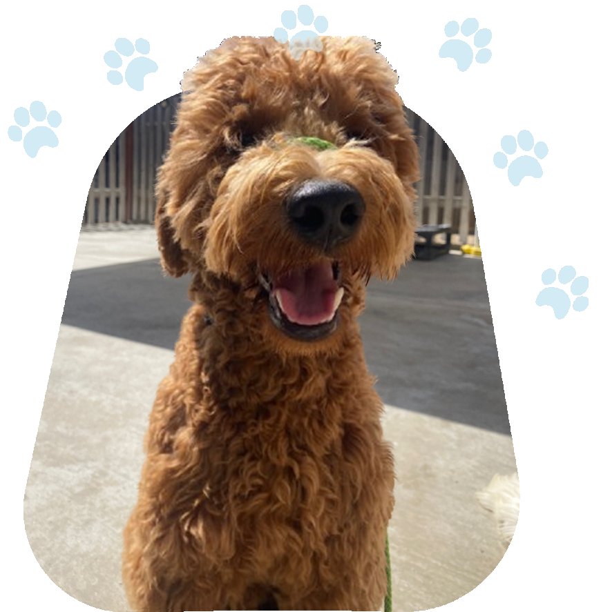 The Heart of the Home: Why Adult Dogs Are So Remarkable