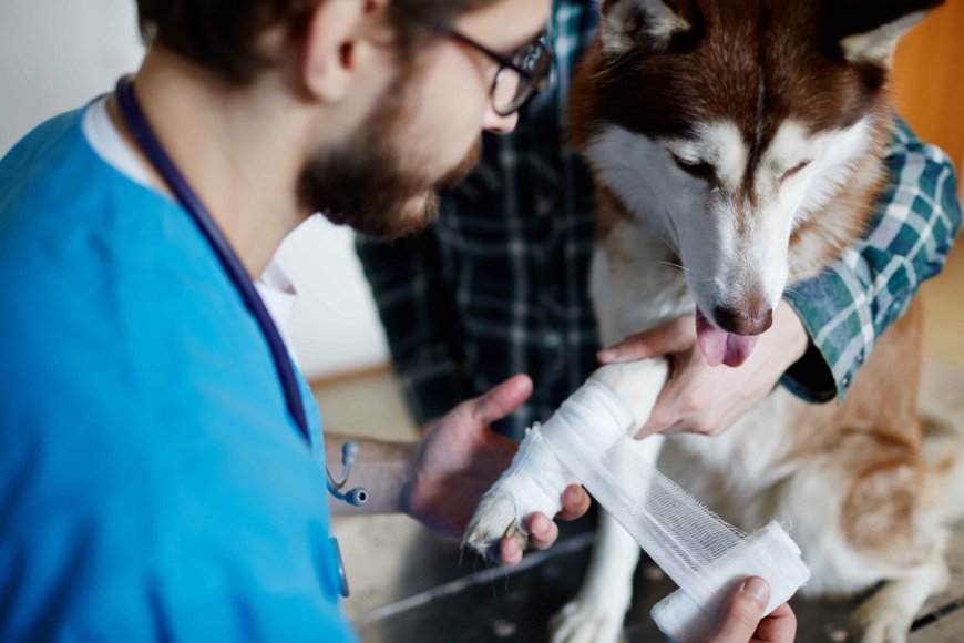 Guide to Immediate Trauma Care for Pets: What Every Pet Owner Should Know