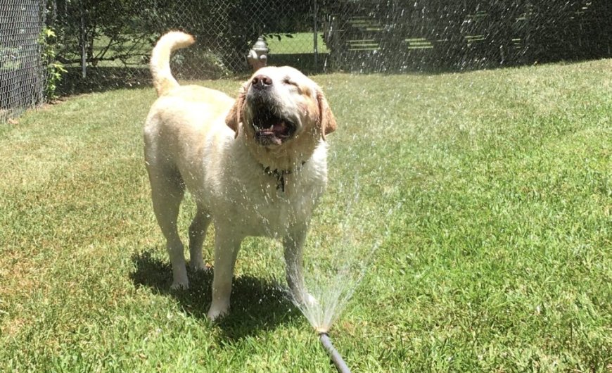 The Importance of Dermatology Pet Care