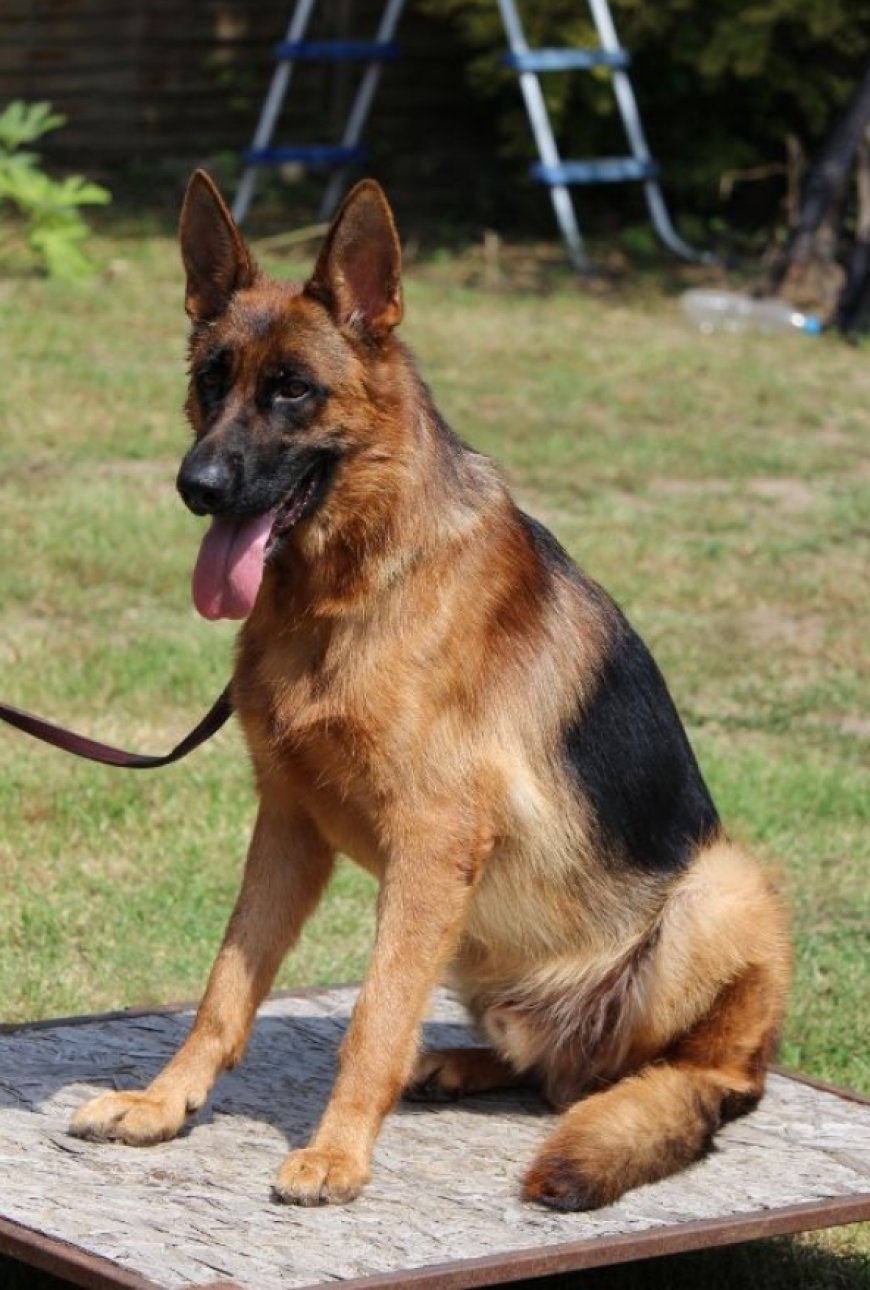 Trained German Shepherd for Sale: Your Guide to Finding the Perfect Loyal Companion
