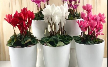 Your Guide to Flower Gifting Etiquette for Any Occasion