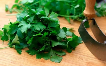 Traditional Herbal Medicine for UTI: Natural Remedies Backed by History and Science