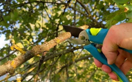 The Best Time of Year for Effective Tree Pruning?