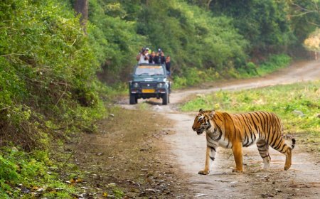 Kaziranga Safari Booking – Jeep & Elephant Safari Online