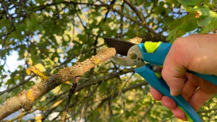 The Best Time of Year for Effective Tree Pruning?