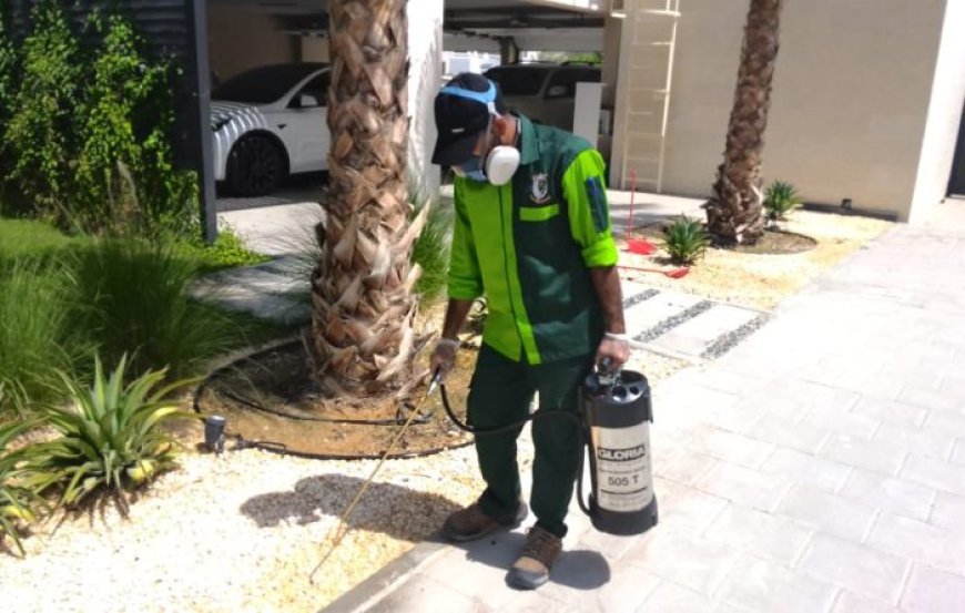 Effective Pest Control Services for a Healthier Home